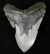 Bargain Megalodon Tooth - North Carolina #21654-1